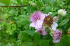 Rubus fructucosus (Blackberry)