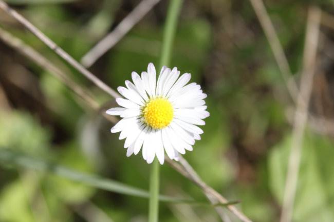 Bellis perennis - common daisy